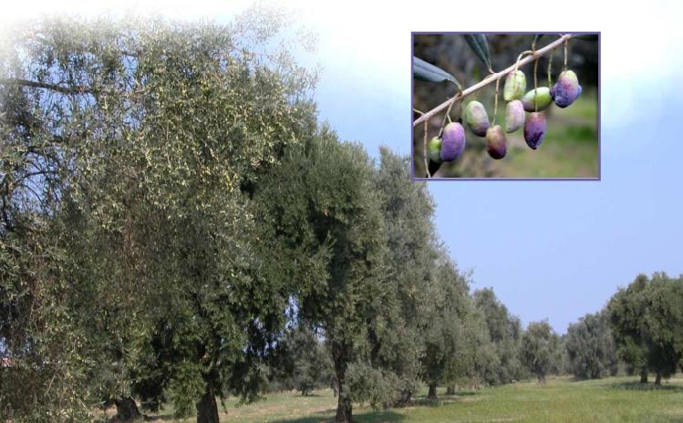 Ricerca e innovazione per l'olivicoltura meridionale